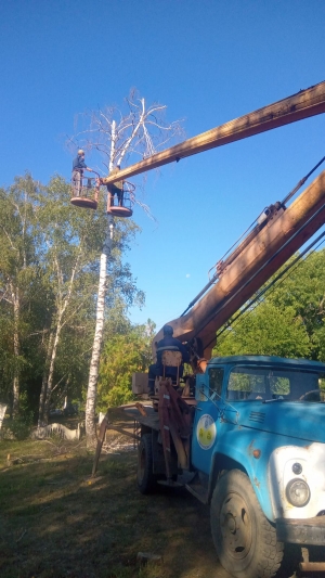 У Мануйлівці спиляли аварійне дерево та посадили молоді саджанці