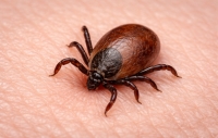 Хвороба Лайма: як убезпечитися та що робити після укусу кліща.