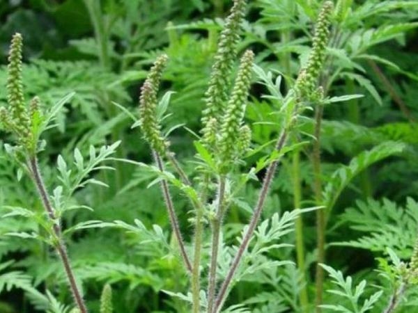 Увага! Цвіте амброзія полинолиста!