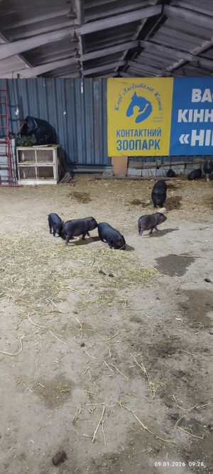 Маловисквіська громада долучилася до допомоги &laquo;Реабілітаційному центру ХІППОС&raquo;