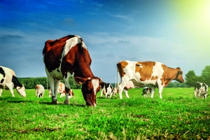 До відому суб'єктів господарювання