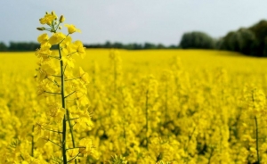 До уваги суб&rsquo;єктів господарювання , які займаються вирощуванням сої та ріпаку